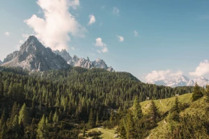 Filmy z najlepszą florystyczną scenografią — jak kino korzysta z kwiatów